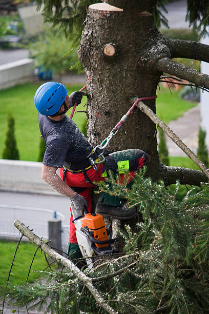 Best Tree Health Inspection  in Columbus, MT