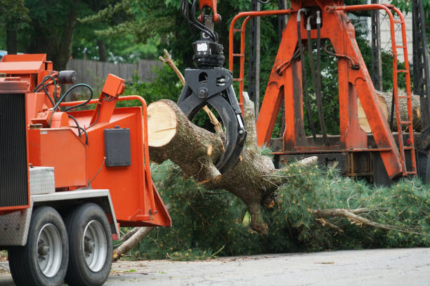 Best Stump Grinding and Removal  in Columbus, MT